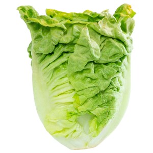 Biomass Fresh Sucrine Lettuce Organic