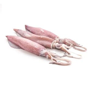 Squid - صييدج