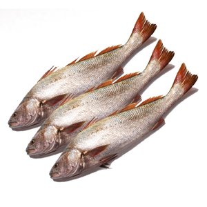 Meager - مسقار