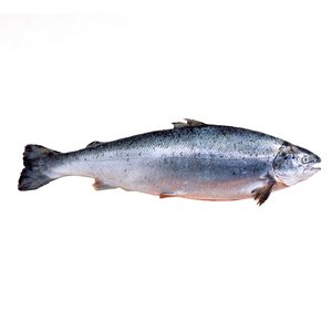 Salmon Fish - سالمون