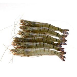 Shrimps Jumbo - قريدس جامبو