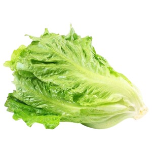 Lettuce خس