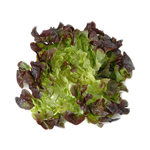 Oak Leaf Lettuce /Pcs