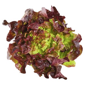 Oak Leaf Lettuce
