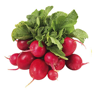 Radish - فجل