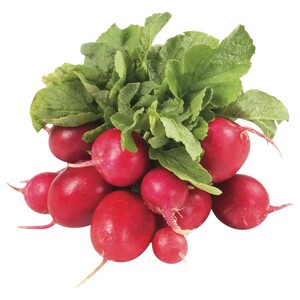 Radish - فجل