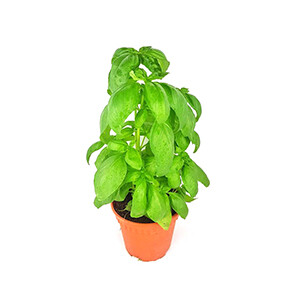 Basil Pots - حبق /Pcs