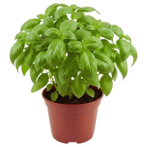Basil Pots - حبق