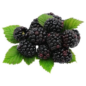 Blackberry