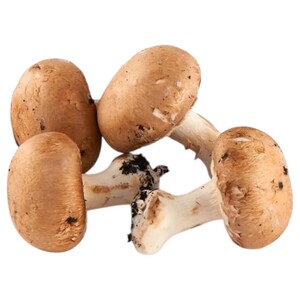 Fresh Brown Mushroom