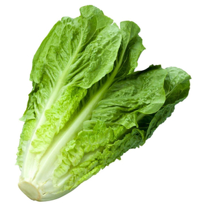 Lettuce Arabic - خس عربي