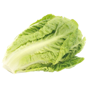 Lettuce Romaine Jordan