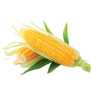 Sweet Corn Iran