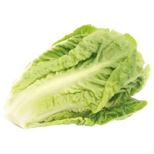 Lettuce Romaine Iran