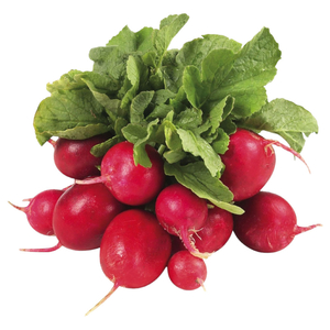 Radish Red Lebanon