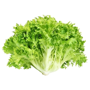 Lettuce Frisee Yellow Imported