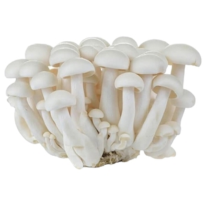 Mushroom Shimeji White Imported 150G