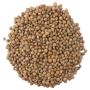 Green Lentil