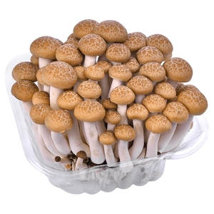 Mushroom Shimeji Brown China Pack