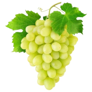 Grapes White Lebanon