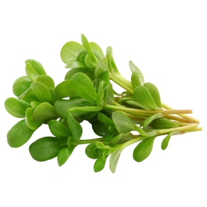 Purslane Lebanon