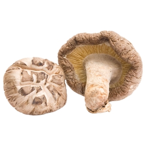 Mushroom Shitake China