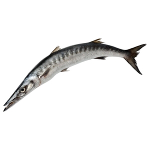 Baracuda Fish