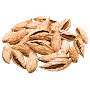 Almond Uzbekistan