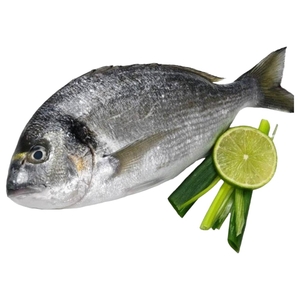 Sea Bream Fish