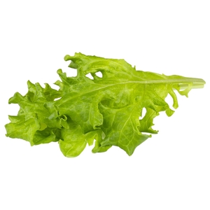 Oakleaf Lettuce