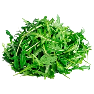 Rucola