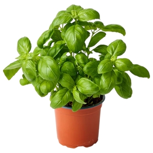 Basil Pot