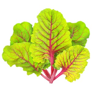 ورق شمندر / Beetroot Leaves