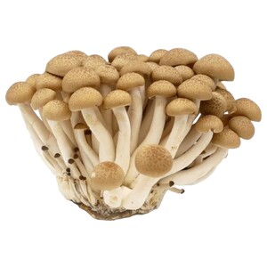 Brown Shaymanji Mushroom - فطر شيمنجي بني