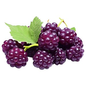 توت موف / Purple Berry