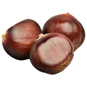 كستناء تركي سوبر / Turkish Chestnut Super