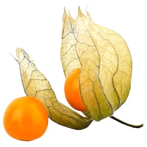 فيزاليس / Physalis