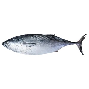 Tuna / تونا