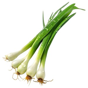 Fresh Premium Spring Onion