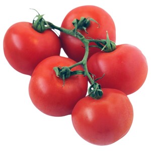 Tomato Vine