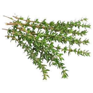 Thyme French Grade A Imported