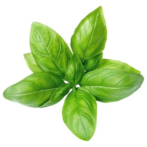 Basil