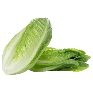 Long Lettuce