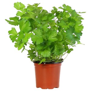 Parsley Pot