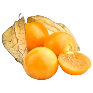 Physalis