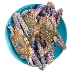 Blue Crab Female