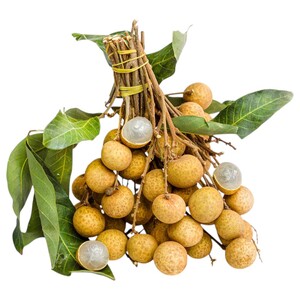 Longan