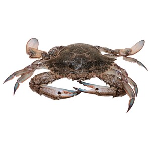 Female Crab (C)