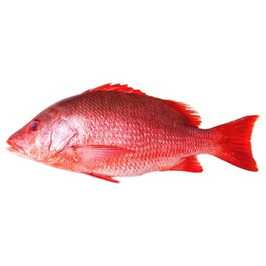 Red Snapper (C)