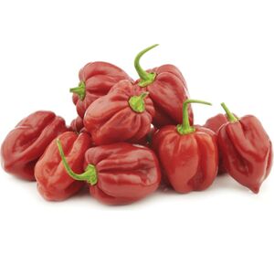 Chilli Habanero Red Europe